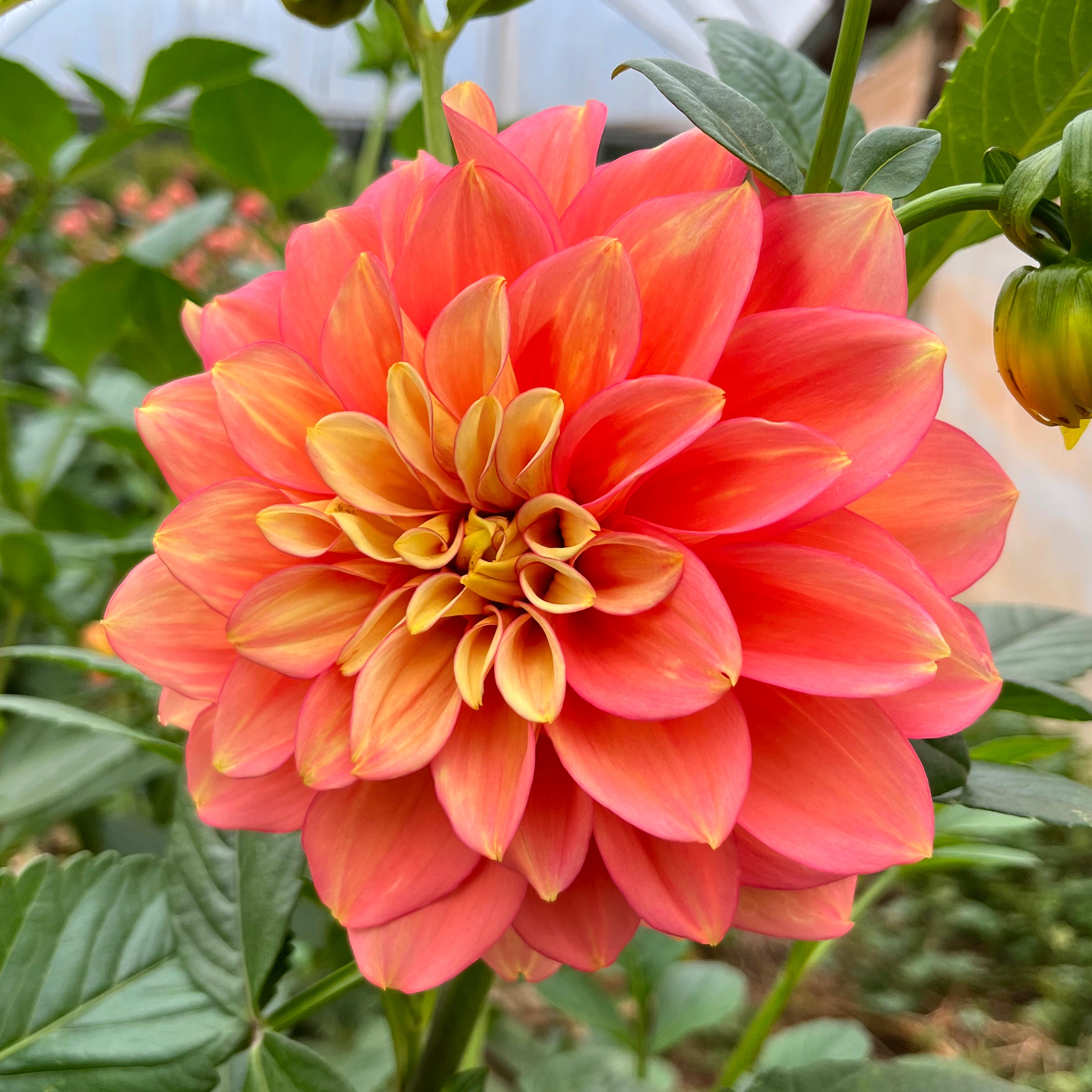 Dahlia Kallista's Mystery tuber