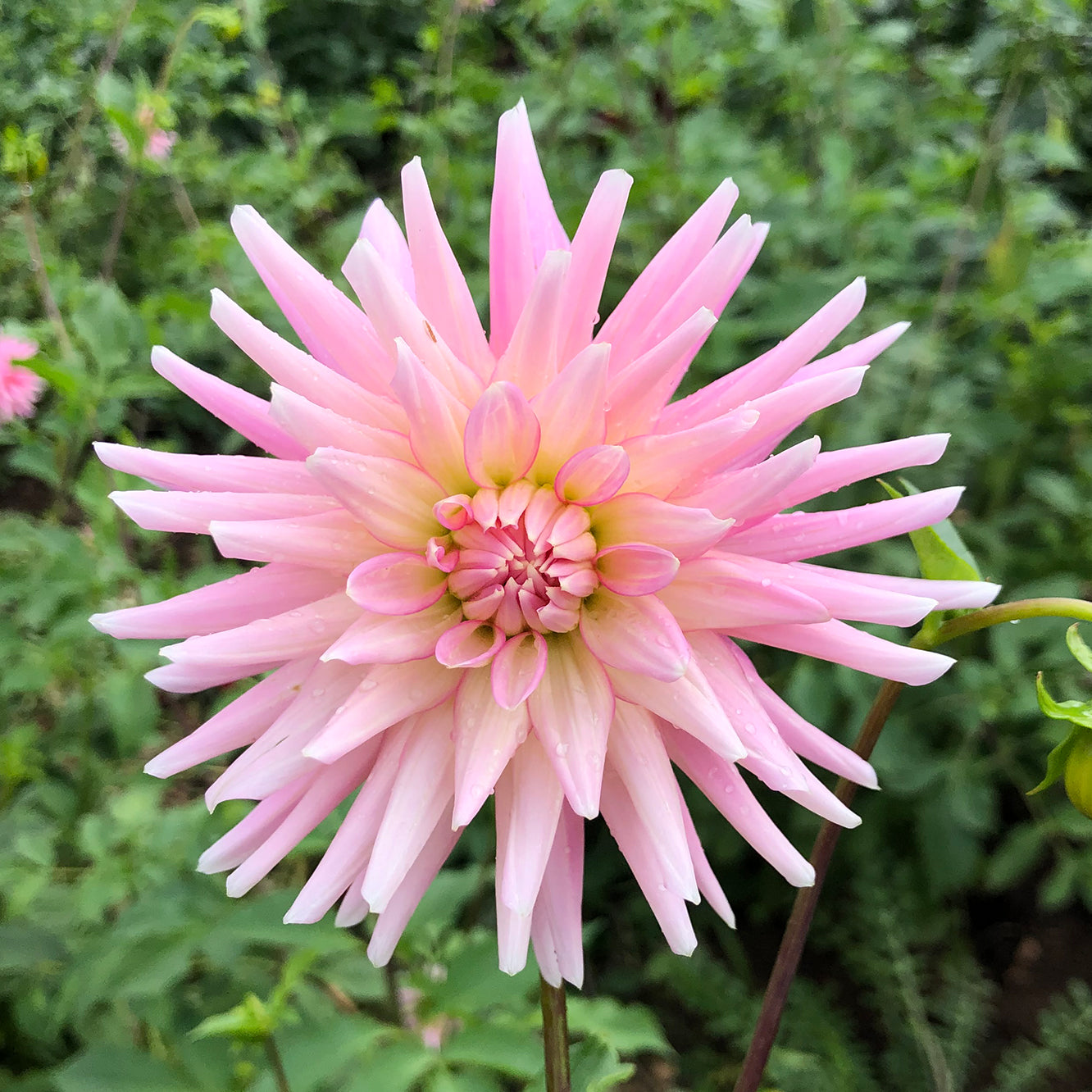Dahlia Miss Rose Fletcher