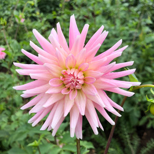 Dahlia Miss Rose Fletcher