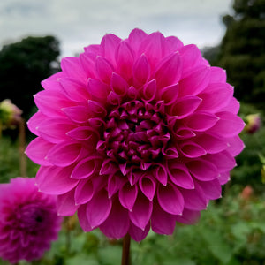 Dahlia Winkie Cavalier tuber