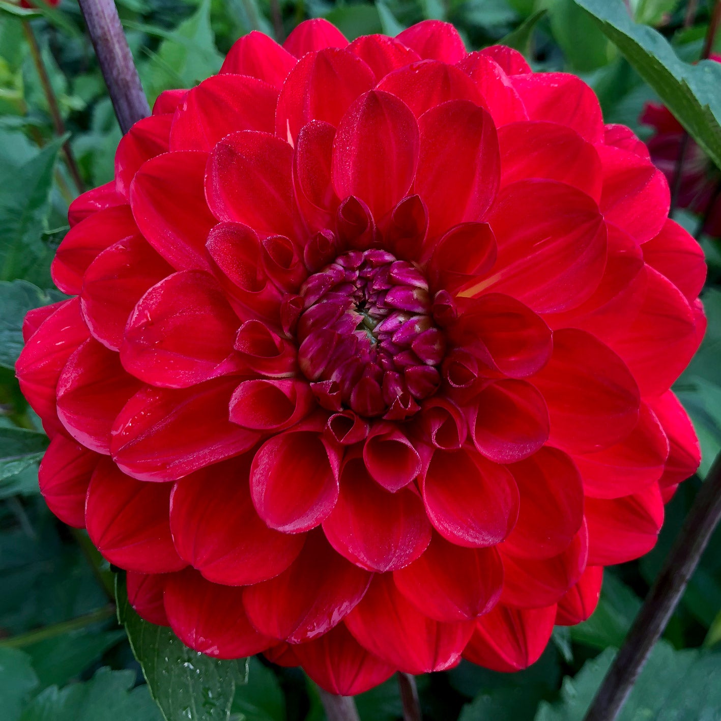 Dahlia Roscastle Bushfire tuber