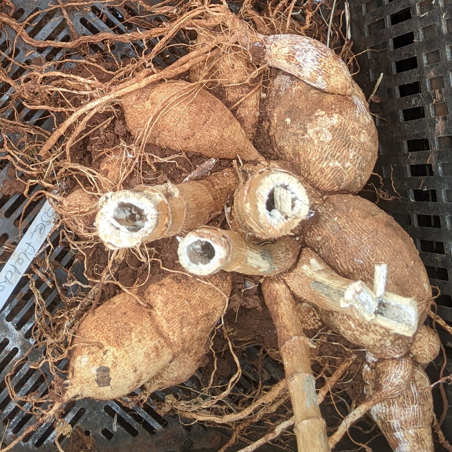 Dahlia Breannon tuber